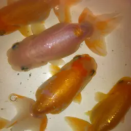Ranchu Goldfish, photo 3