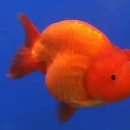 Ranchu Goldfish, photo 4