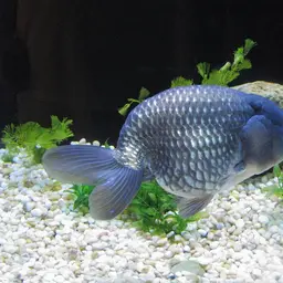 Ranchu Goldfish, photo 5
