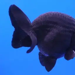 Ranchu Goldfish, photo 6