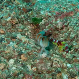 Randall's pistol shrimp, photo 1