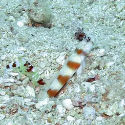 Randall's pistol shrimp, photo 2