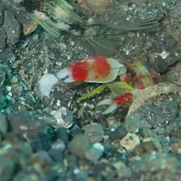 Randall's pistol shrimp, photo 3