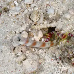 Randall's pistol shrimp, photo 4