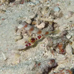 Randall's pistol shrimp, photo 5