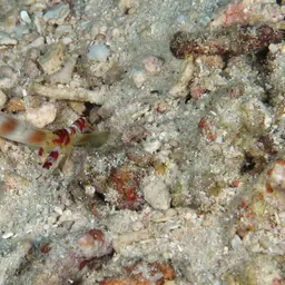 Randall's pistol shrimp, photo 6