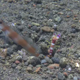 Randall's pistol shrimp, photo 7