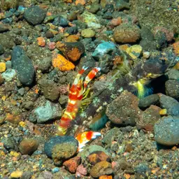 Randall's pistol shrimp, photo 8