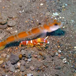 Randall's pistol shrimp, photo 9