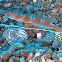 Randall's pistol shrimp, photo 10