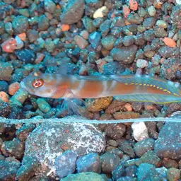 Randall's pistol shrimp, photo 11