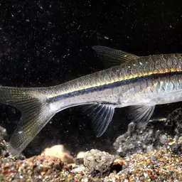 Silver Rasbora