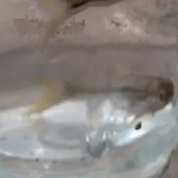 Silver Rasbora, photo 2