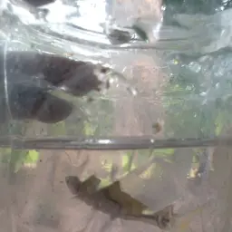 Silver Rasbora, photo 3