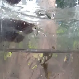 Silver Rasbora, photo 4