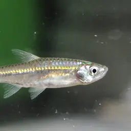 Silver Rasbora, photo 5