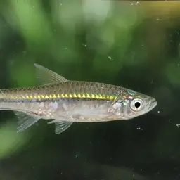 Silver Rasbora, photo 6