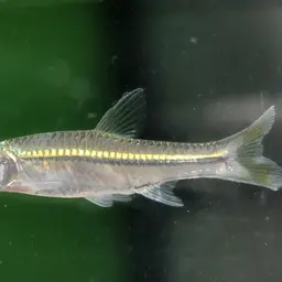 Silver Rasbora, photo 7