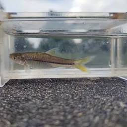 Silver Rasbora, photo 8