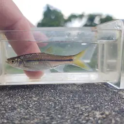 Silver Rasbora, photo 9