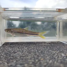 Silver Rasbora, photo 10
