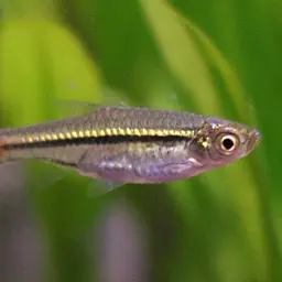 Blackline Rasbora