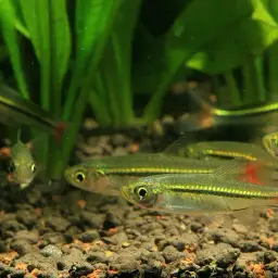 Blackline Rasbora, photo 2