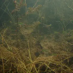 Blackline Rasbora, photo 3