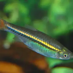 Blackline Rasbora, photo 4