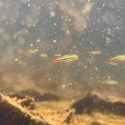 Blackline Rasbora, photo 6