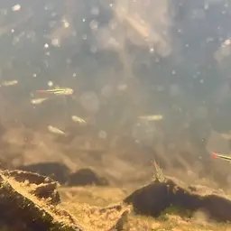 Blackline Rasbora, photo 7