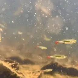 Blackline Rasbora, photo 8