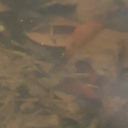 Blackline Rasbora, photo 9