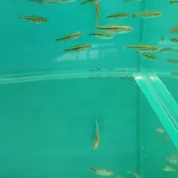 Blackline Rasbora, photo 11