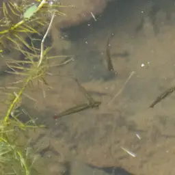 Blackline Rasbora, photo 12