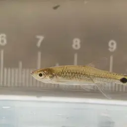 Brittan's rasbora