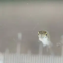 Brittan's rasbora, photo 3