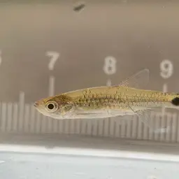 Brittan's rasbora, photo 4