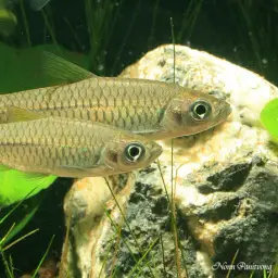 Greater Scissortail