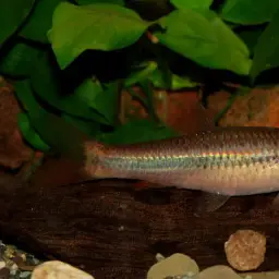 Broad striped rasbora