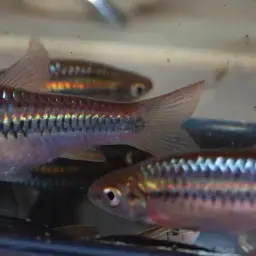 Broad striped rasbora, photo 2