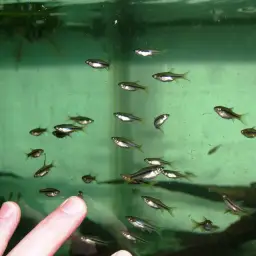 Broad striped rasbora, photo 3