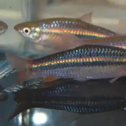 Broad striped rasbora, photo 4