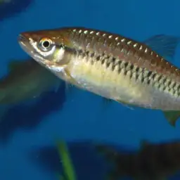 Broad striped rasbora, photo 5