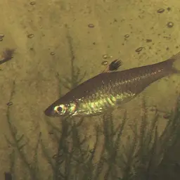 Hi-spot Rasbora