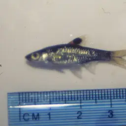 Hi-spot Rasbora, photo 2