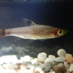 Hi-spot Rasbora, photo 3