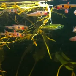 Hi-spot Rasbora, photo 4