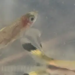 Hi-spot Rasbora, photo 5