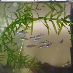 Hi-spot Rasbora, photo 7
